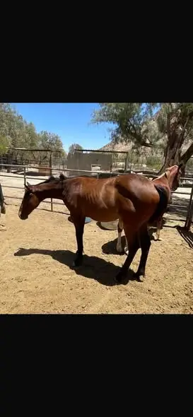 Bay Quarter Horse Filly, 1 Year Old Bay Quarter Horse Filly for Sale in Palm Springs, CA, photo 4 of 5