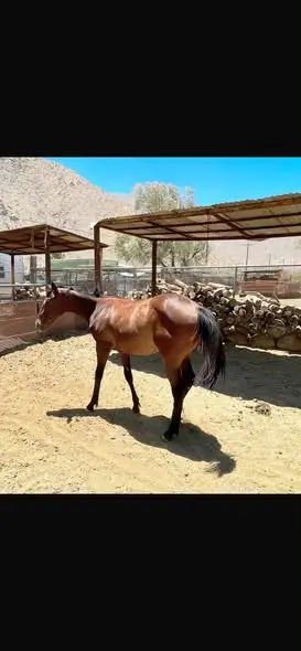 Bay Quarter Horse Filly, 1 Year Old Bay Quarter Horse Filly for Sale in Palm Springs, CA, photo 5 of 5