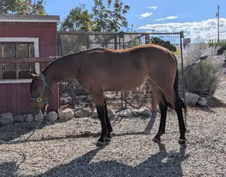 Filly by Whizkey N Diamonds, 1 Year Old Bay Quarter Horse Filly for Sale in UT, photo 2 of 2