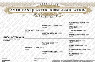 Gucci Gotta Gun (Ella), 3 Year Old Bay Quarter Horse Mare for Sale