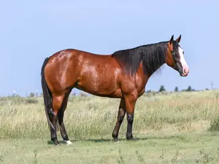 Gucci Gotta Gun (Ella), 3 Year Old Bay Quarter Horse Mare for Sale, photo 2 of 3