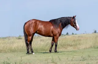 Gucci Gotta Gun (Ella), 3 Year Old Bay Quarter Horse Mare for Sale, photo 3 of 3