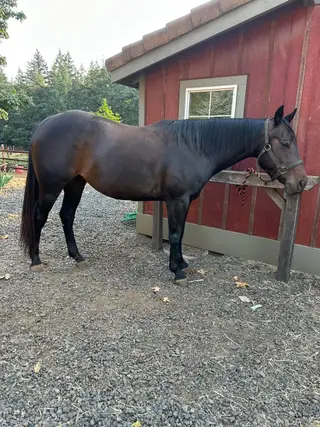 Libby, 5 Year Old Dark Bay Quarter Horse Mare for Sale in Canby, OR