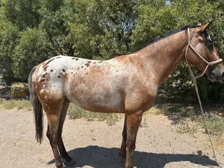 Bay Appaloosa Gelding, 3 Year Old Bay Appaloosa Gelding for Sale in Casa Grande, AZ