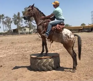 Bay Appaloosa Gelding, 3 Year Old Bay Appaloosa Gelding for Sale in Casa Grande, AZ, photo 2 of 3