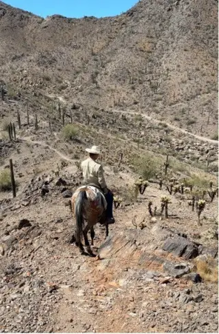 Bay Appaloosa Gelding, 3 Year Old Bay Appaloosa Gelding for Sale in Casa Grande, AZ, photo 3 of 3