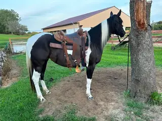 Some R Becoming (Lilly), 4 Year Old Bay Quarter Horse Mare for Sale