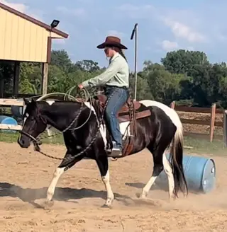 Some R Becoming (Lilly), 4 Year Old Bay Quarter Horse Mare for Sale, photo 3 of 5