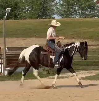 Some R Becoming (Lilly), 4 Year Old Bay Quarter Horse Mare for Sale, photo 4 of 5