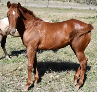 Roxie, Foal Sorrel Quarter Horse Filly for Sale in King City, MO
