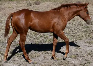 Roxie, Foal Sorrel Quarter Horse Filly for Sale in King City, MO, photo 2 of 5