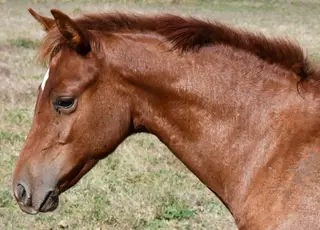 Roxie, Foal Sorrel Quarter Horse Filly for Sale in King City, MO, photo 3 of 5
