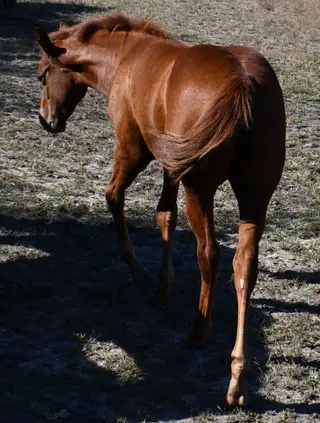 Roxie, Foal Sorrel Quarter Horse Filly for Sale in King City, MO, photo 4 of 5