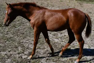 Roxie, Foal Sorrel Quarter Horse Filly for Sale in King City, MO, photo 5 of 5