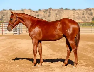 Pepper Please, 1 Year Old Sorrel Quarter Horse Gelding for Sale in Paso Robles, CA