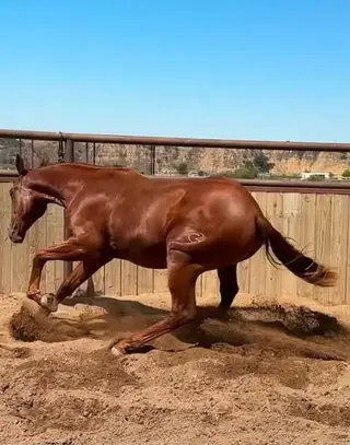 Pepper Please, 1 Year Old Sorrel Quarter Horse Gelding for Sale in Paso Robles, CA, photo 2 of 5