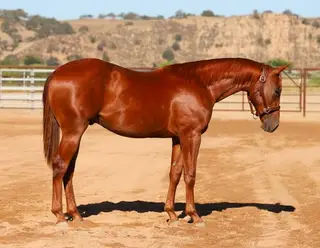 Pepper Please, 1 Year Old Sorrel Quarter Horse Gelding for Sale in Paso Robles, CA, photo 3 of 5