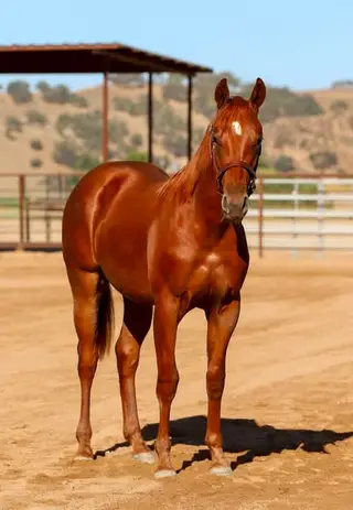 Pepper Please, 1 Year Old Sorrel Quarter Horse Gelding for Sale in Paso Robles, CA, photo 4 of 5
