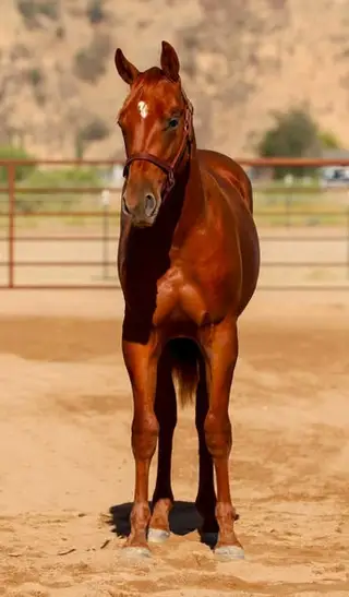 Pepper Please, 1 Year Old Sorrel Quarter Horse Gelding for Sale in Paso Robles, CA, photo 5 of 5