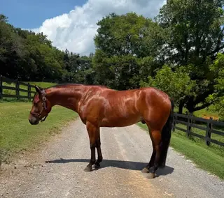 Jonah One Nine, 4 Year Old Bay Quarter Horse Gelding for Sale in Dellrose, TN