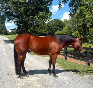 Jonah One Nine, 4 Year Old Bay Quarter Horse Gelding for Sale in Dellrose, TN, photo 2 of 3