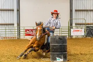 Jess A Lover Boy, 9 Year Old Bay Quarter Horse Gelding for Sale in Arroyo Grande, CA