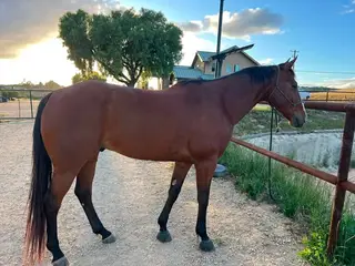 Jess A Lover Boy, 9 Year Old Bay Quarter Horse Gelding for Sale in Arroyo Grande, CA, photo 2 of 3