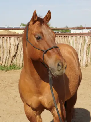 Wynnewoods Great (Wayne), 17 Year Old Red Dun Quarter Horse Gelding for Sale in Loveland, CO