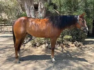 Little Miss Echo, 6 Year Old Chestnut Quarter Horse Mare for Sale in Lakeside, CA