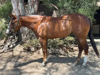 Little Miss Echo, 6 Year Old Chestnut Quarter Horse Mare for Sale in Lakeside, CA, photo 2 of 4