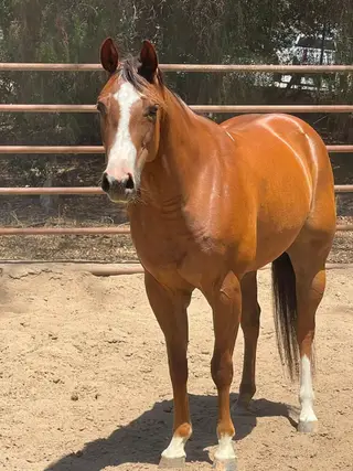 Little Miss Echo, 6 Year Old Chestnut Quarter Horse Mare for Sale in Lakeside, CA, photo 3 of 4