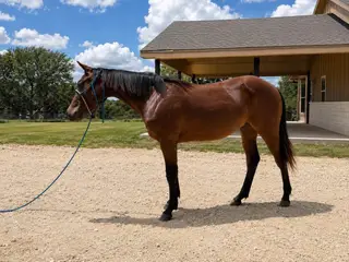 MEC Rustic Smoke (Lil Bit), 1 Year Old Bay Quarter Horse Colt for Sale in Stephenville, TX