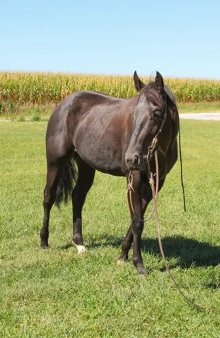Metallic Stormy Gold, 2 Year Old Black Quarter Horse Filly for Sale in Crete, NE