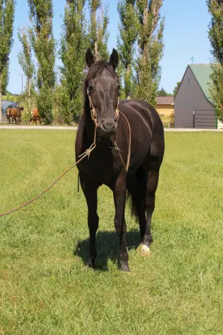 Metallic Stormy Gold, 2 Year Old Black Quarter Horse Filly for Sale in Crete, NE, photo 2 of 3