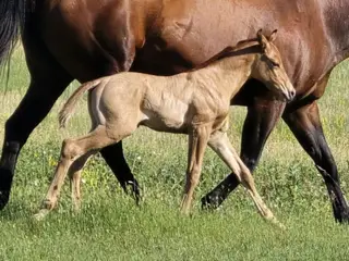 Foreigner, Foal Dun Quarter Horse Colt for Sale in Hebron, ND