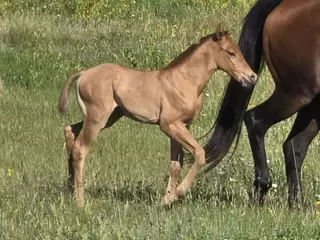 Foreigner, Foal Dun Quarter Horse Colt for Sale in Hebron, ND, photo 2 of 5