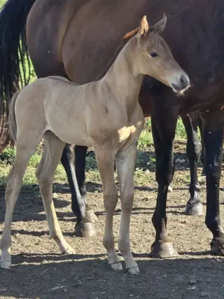 Foreigner, Foal Dun Quarter Horse Colt for Sale in Hebron, ND, photo 3 of 5