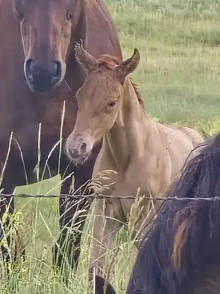 Foreigner, Foal Dun Quarter Horse Colt for Sale in Hebron, ND, photo 5 of 5