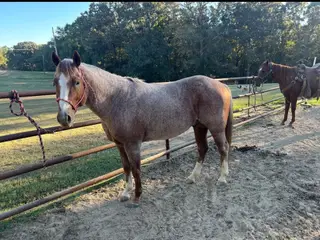 Blue Too Suen, 5 Year Old Red Roan Quarter Horse Stallion for Sale in Brilliant, AL