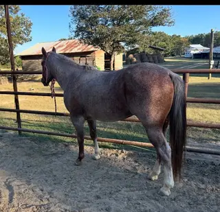 Blue Too Suen, 5 Year Old Red Roan Quarter Horse Stallion for Sale in Brilliant, AL, photo 2 of 3