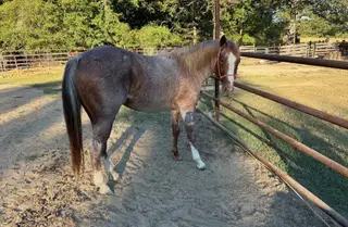 Blue Too Suen, 5 Year Old Red Roan Quarter Horse Stallion for Sale in Brilliant, AL, photo 3 of 3