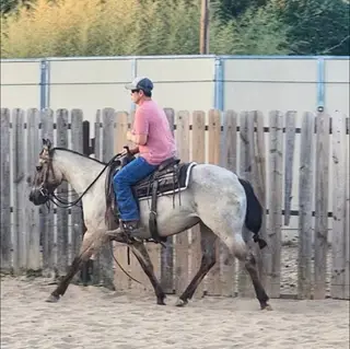 Zella, 2 Year Old Grulla Quarter Horse Filly for Sale in Weatherford, TX, photo 2 of 3