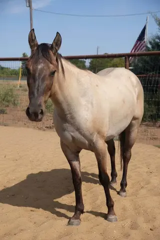 Zella, 2 Year Old Grulla Quarter Horse Filly for Sale in Weatherford, TX