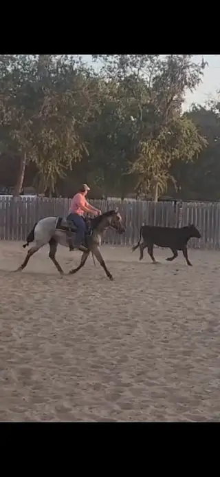 Zella, 2 Year Old Grulla Quarter Horse Filly for Sale in Weatherford, TX, photo 3 of 3