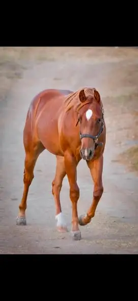 Feelin Patriotic, 1 Year Old Sorrel Quarter Horse Colt for Sale in Murrieta, CA, photo 2 of 2