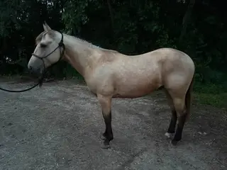 Chex Out This Wimp (Boone), 2 Year Old Buckskin Quarter Horse Colt for Sale in IA, photo 3 of 5