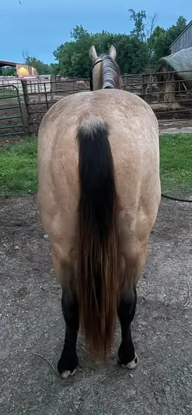 Chex Out This Wimp (Boone), 2 Year Old Buckskin Quarter Horse Colt for Sale in IA, photo 4 of 5