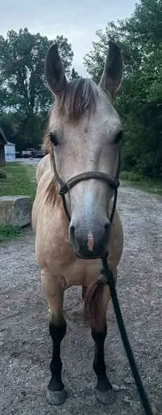 Chex Out This Wimp (Boone), 2 Year Old Buckskin Quarter Horse Colt for Sale in IA, photo 5 of 5