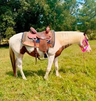 Comanche, 14 Year Old Bay Tobiano Paint Gelding for Sale in MS