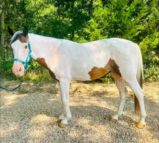 Comanche, 14 Year Old Bay Tobiano Paint Gelding for Sale in MS, photo 2 of 5